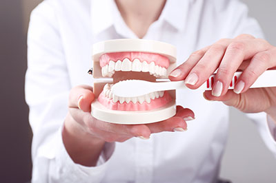 A person s hand holding a model set of human teeth with a focus on dental hygiene.